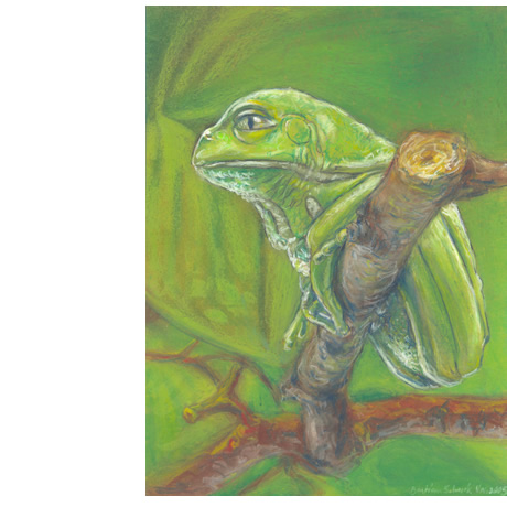 illustation frog pastells on paper